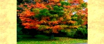 دانلود نمونه سوالات جنگل کاری پی دی اف کلید ورود به دنیای تخصصی جنگلداری